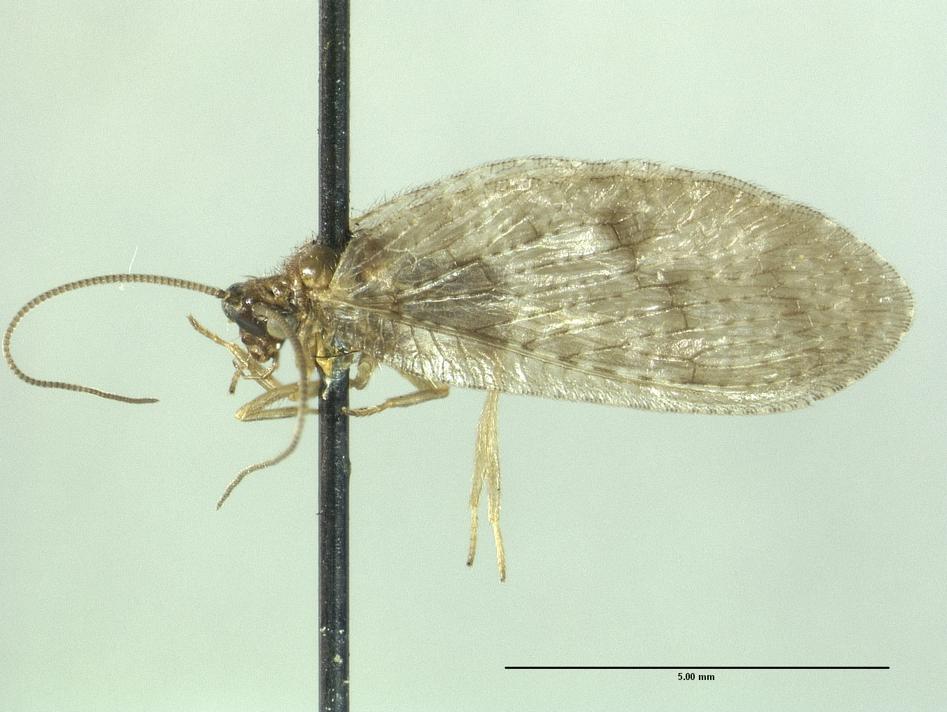 Kimminsia fumata image