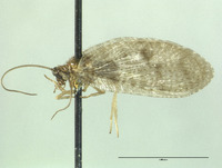 Kimminsia fumata image