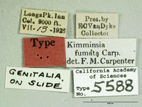 Kimminsia fumata image