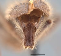 Cymatodera minacis image