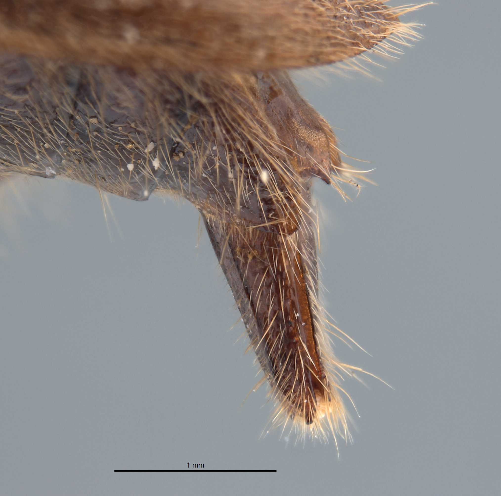 Cymatodera minacis image