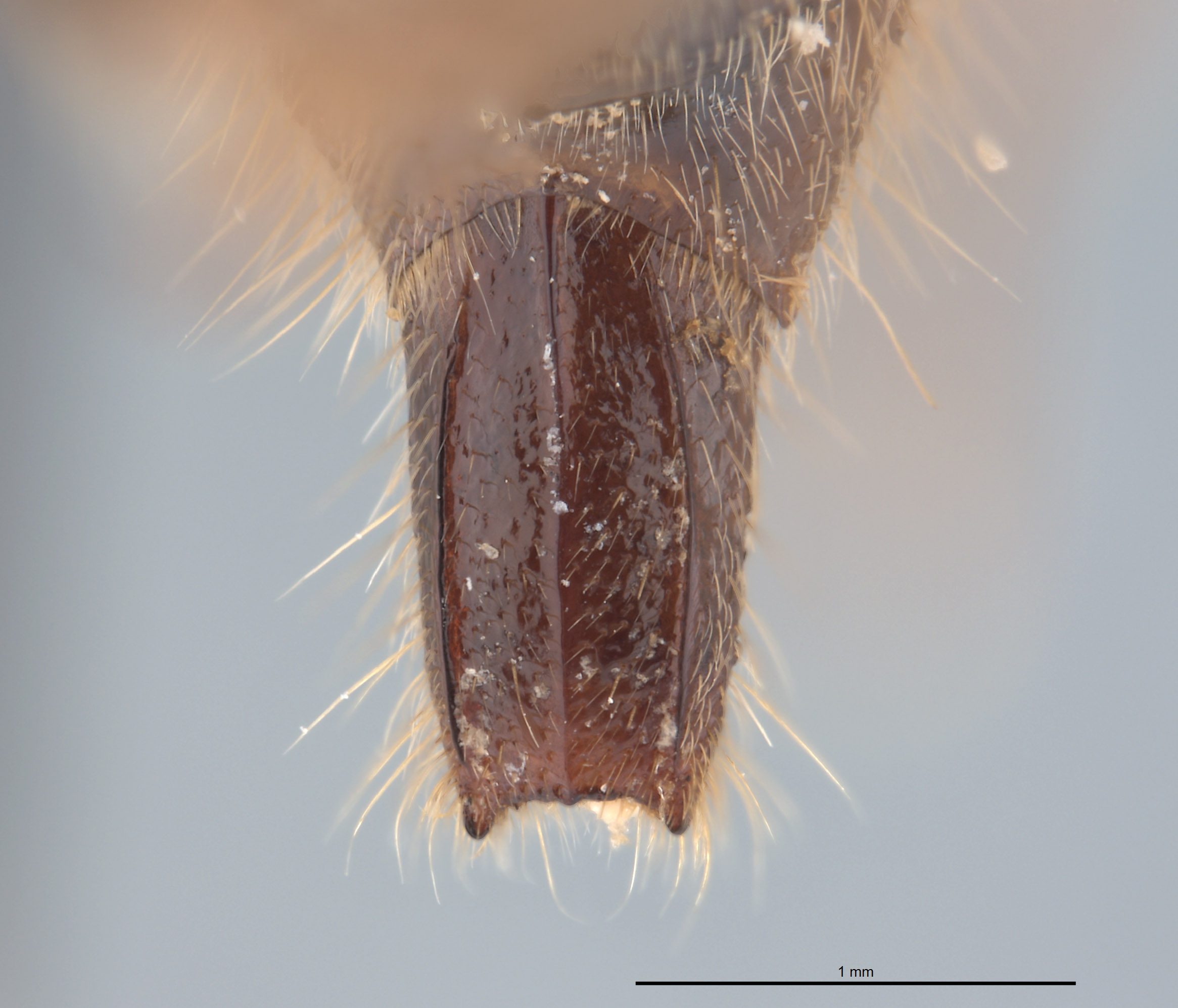 Cymatodera minacis image