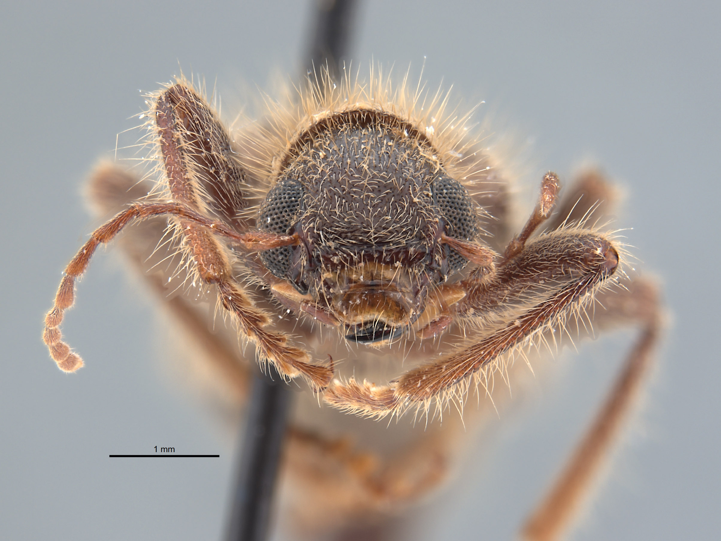 Cleridae image
