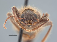 Cymatodera minacis image