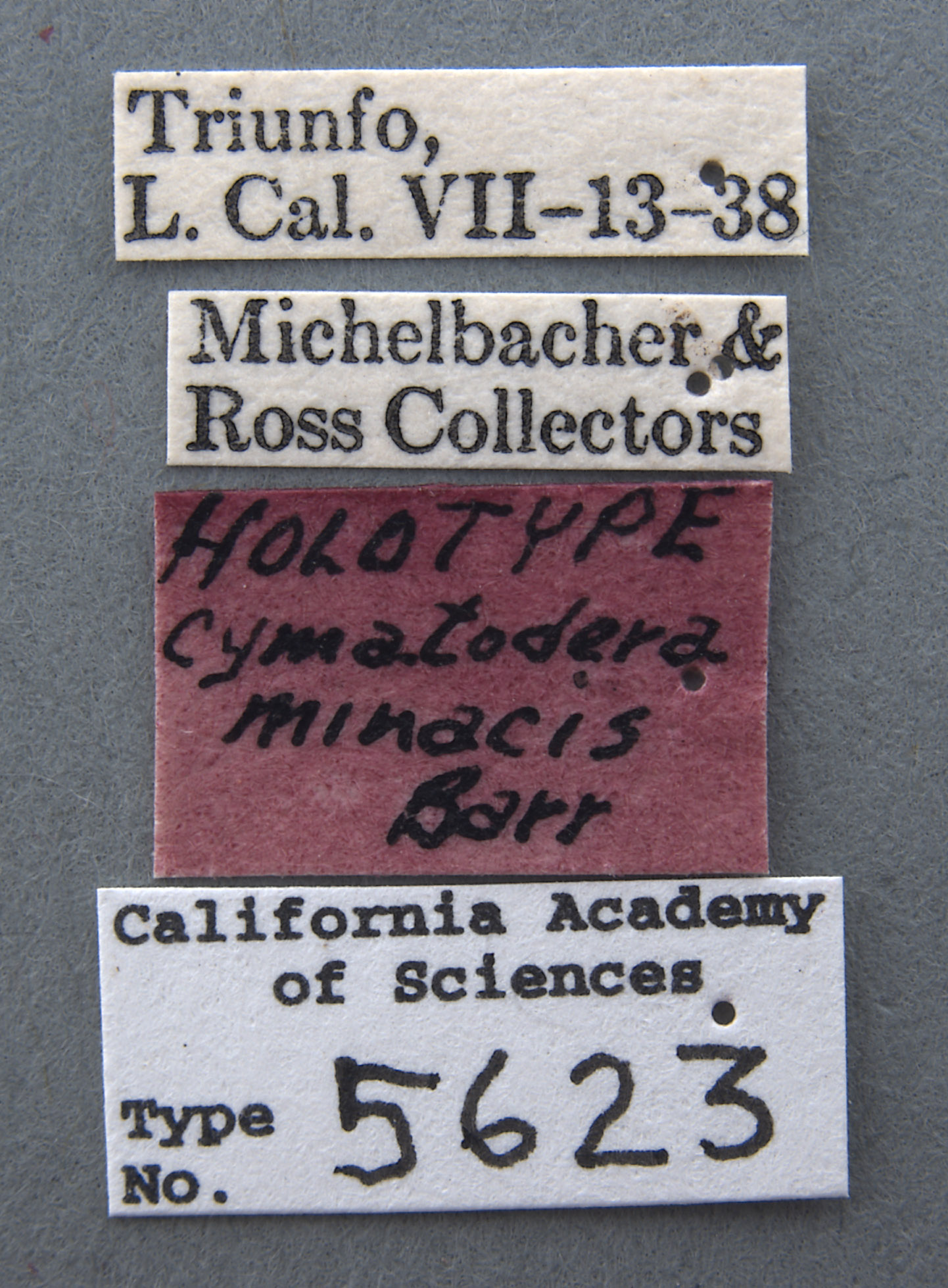 Cymatodera minacis image
