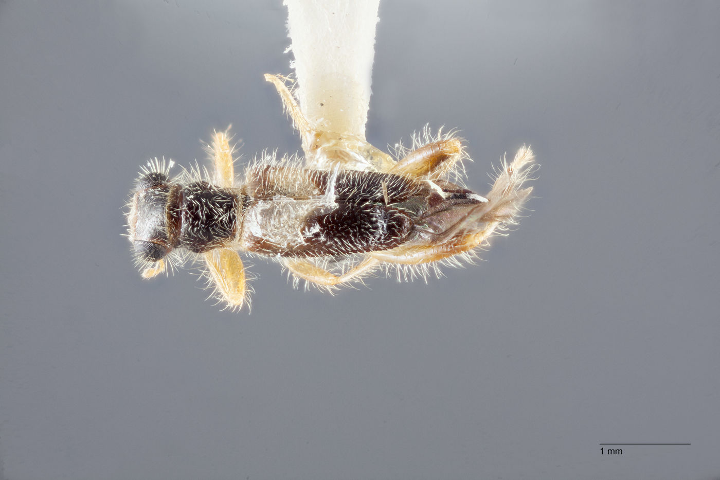 Phyllobaenus omogeroides image