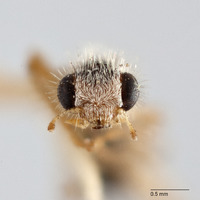 Phyllobaenus omogeroides image