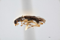 Phyllobaenus omogeroides image