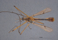Pachyrhina californica image
