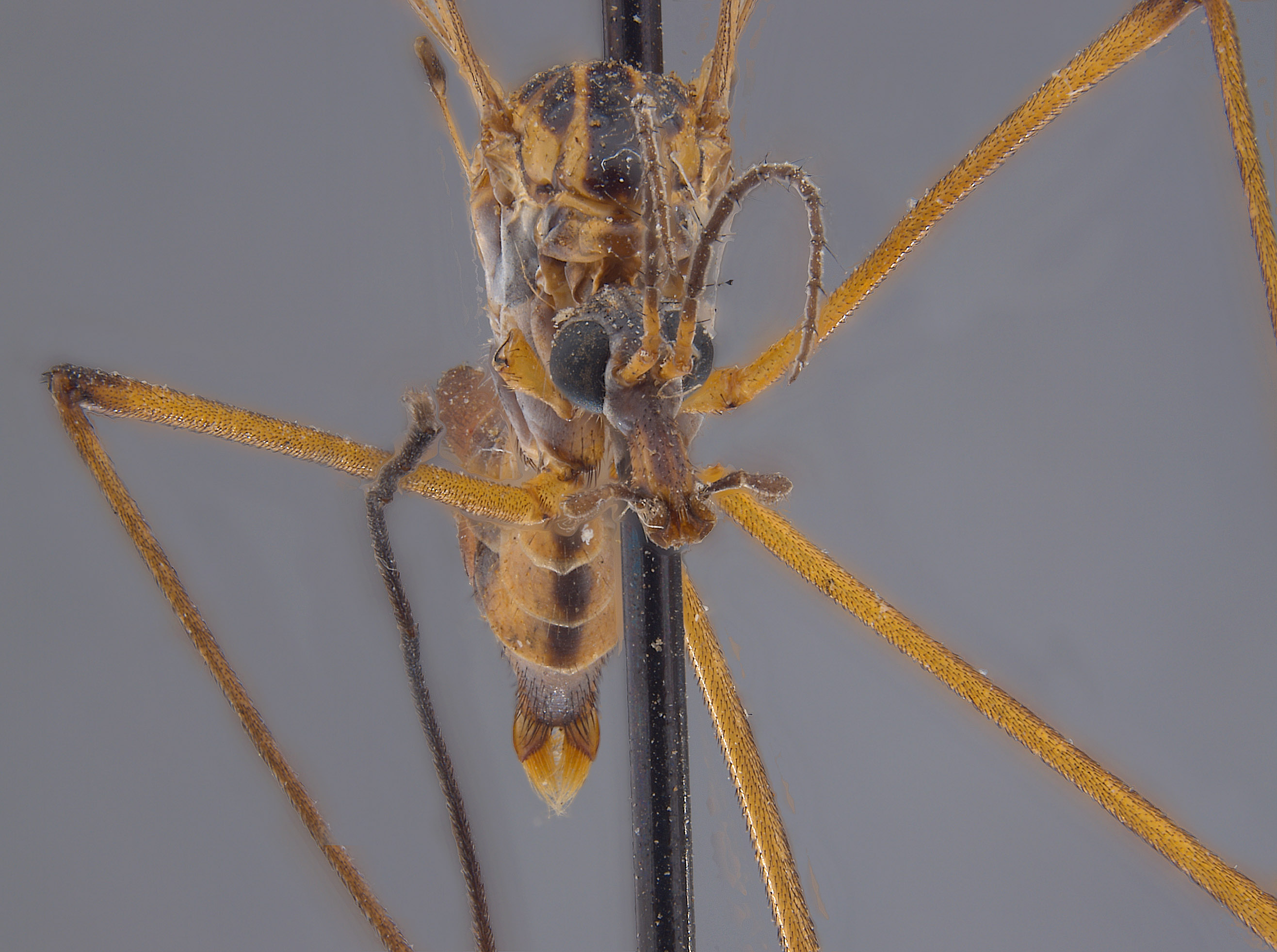 Pachyrhina californica image