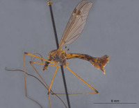 Pachyrhina californica image