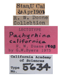 Pachyrhina californica image