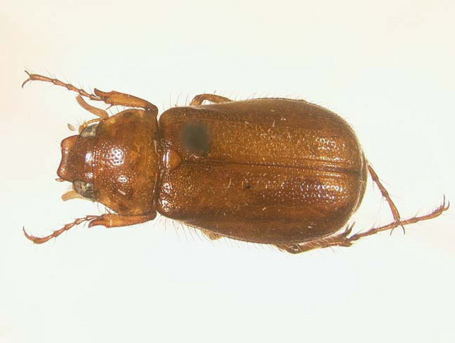 Phyllophaga canipolea image