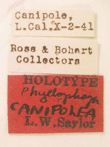 Phyllophaga canipolea image