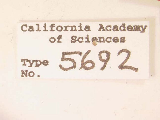 Phyllophaga canipolea image