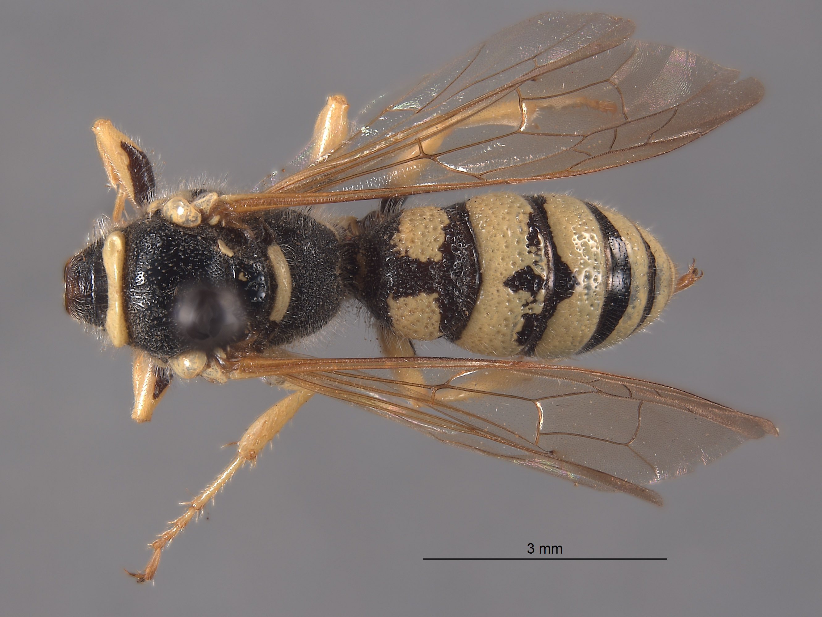 Philanthus occidentalis image