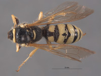 Philanthus occidentalis image
