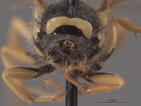 Philanthus occidentalis image