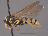 Philanthus occidentalis image