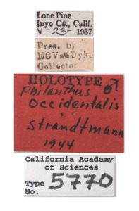 Philanthus occidentalis image