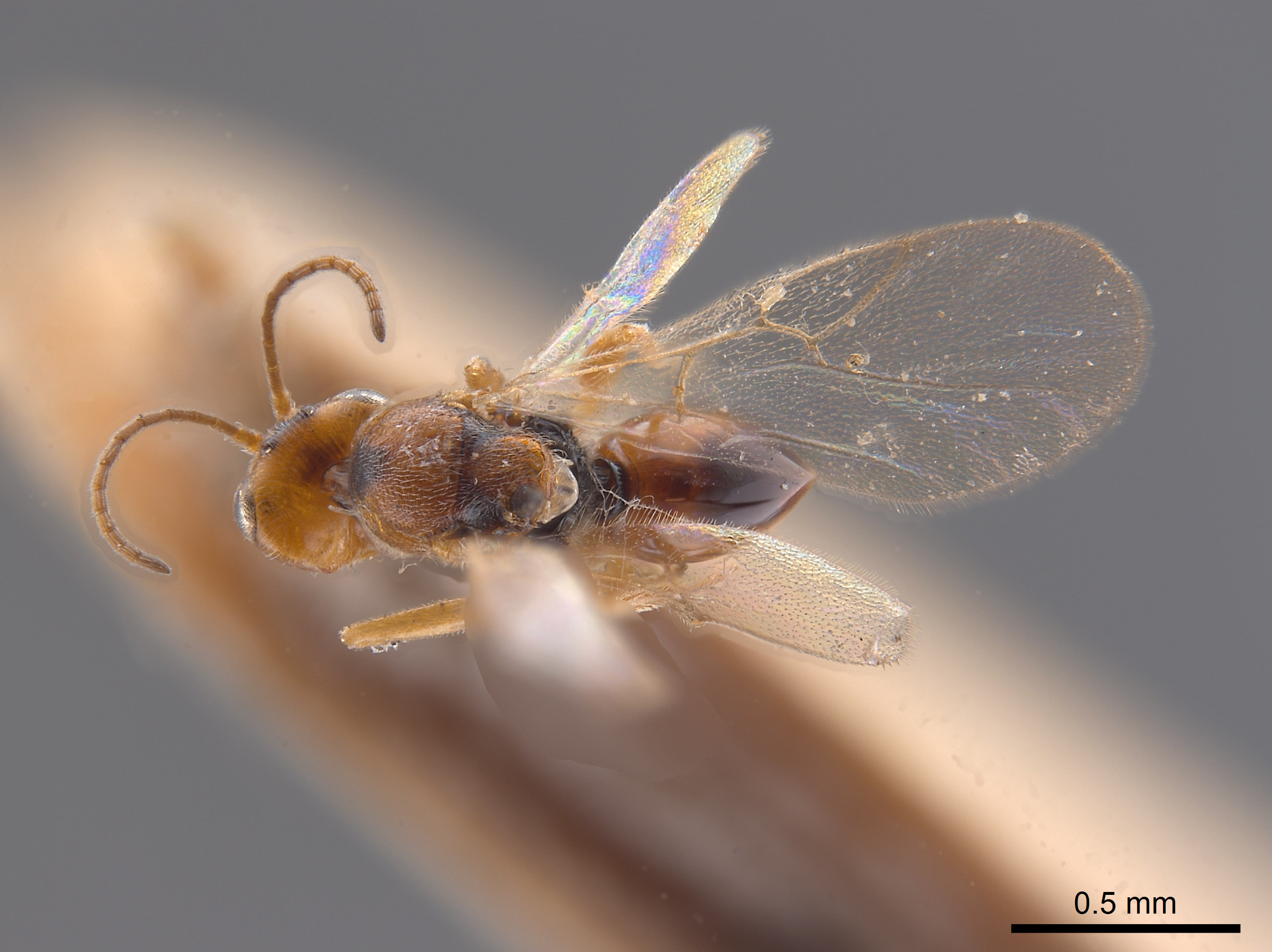 Synergus obscurus image