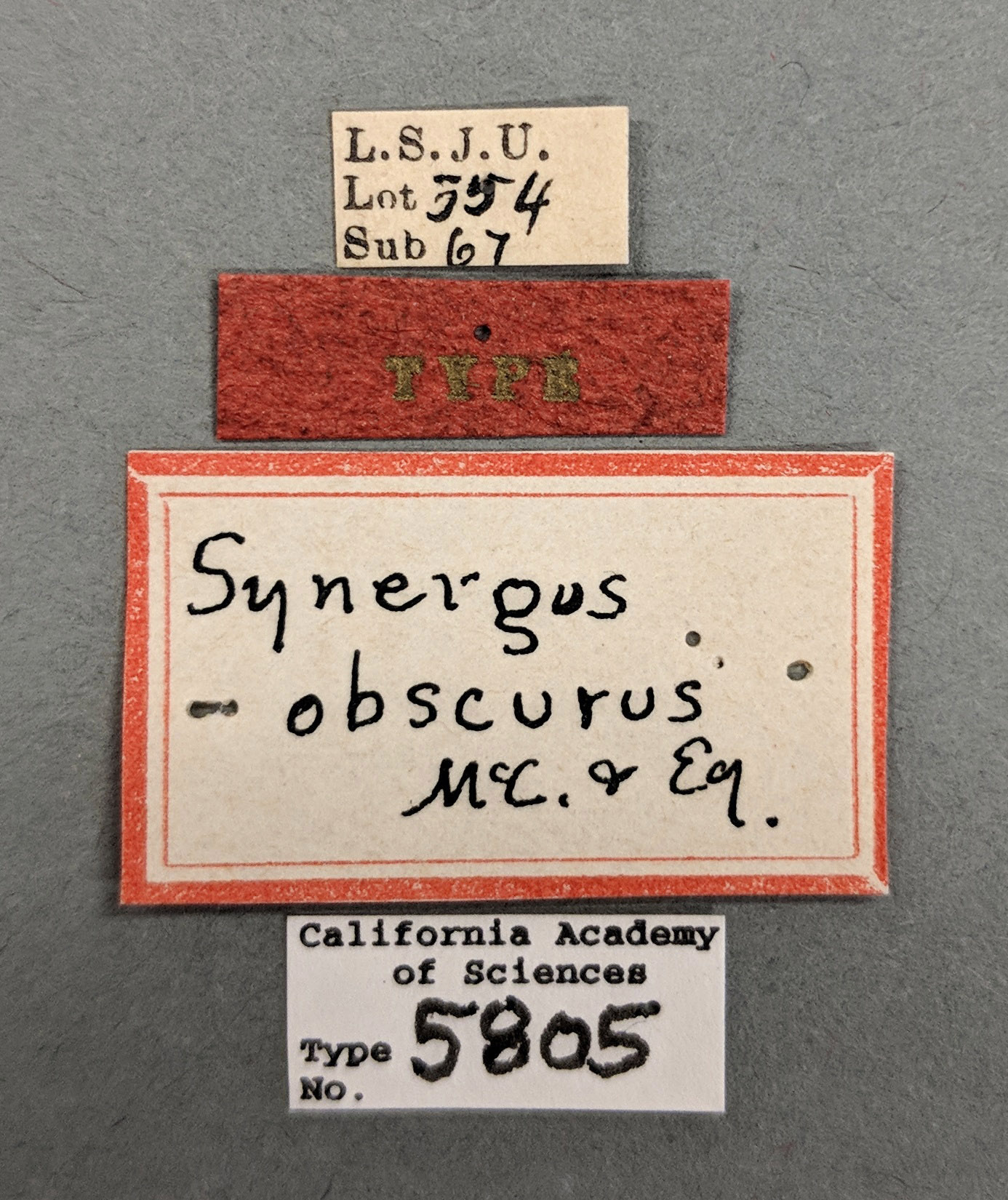 Synergus obscurus image