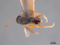 Synergus distinctus image