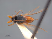 Synergus distinctus image