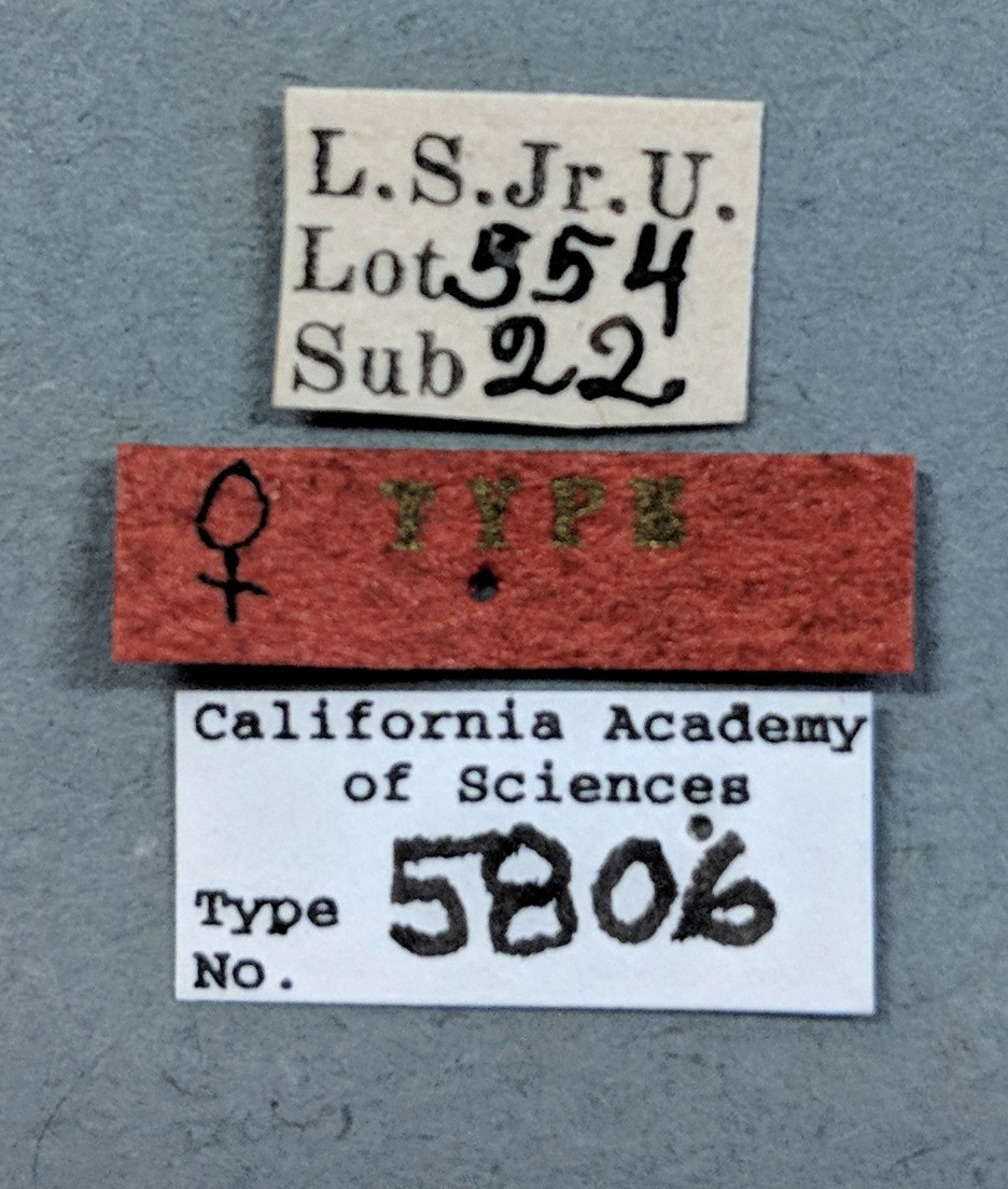 Synergus distinctus image