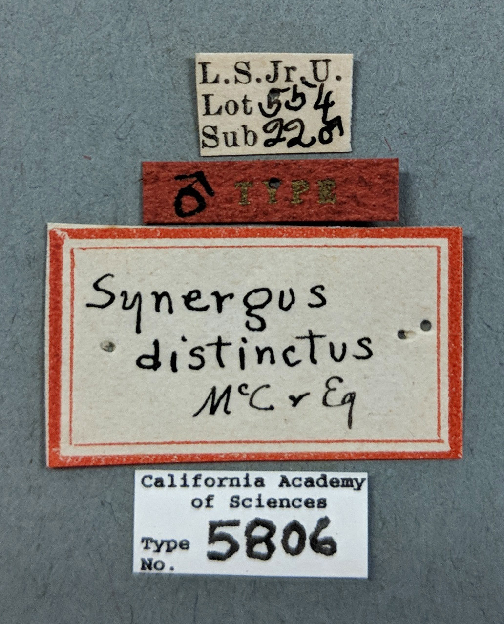 Synergus distinctus image