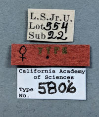 Synergus distinctus image