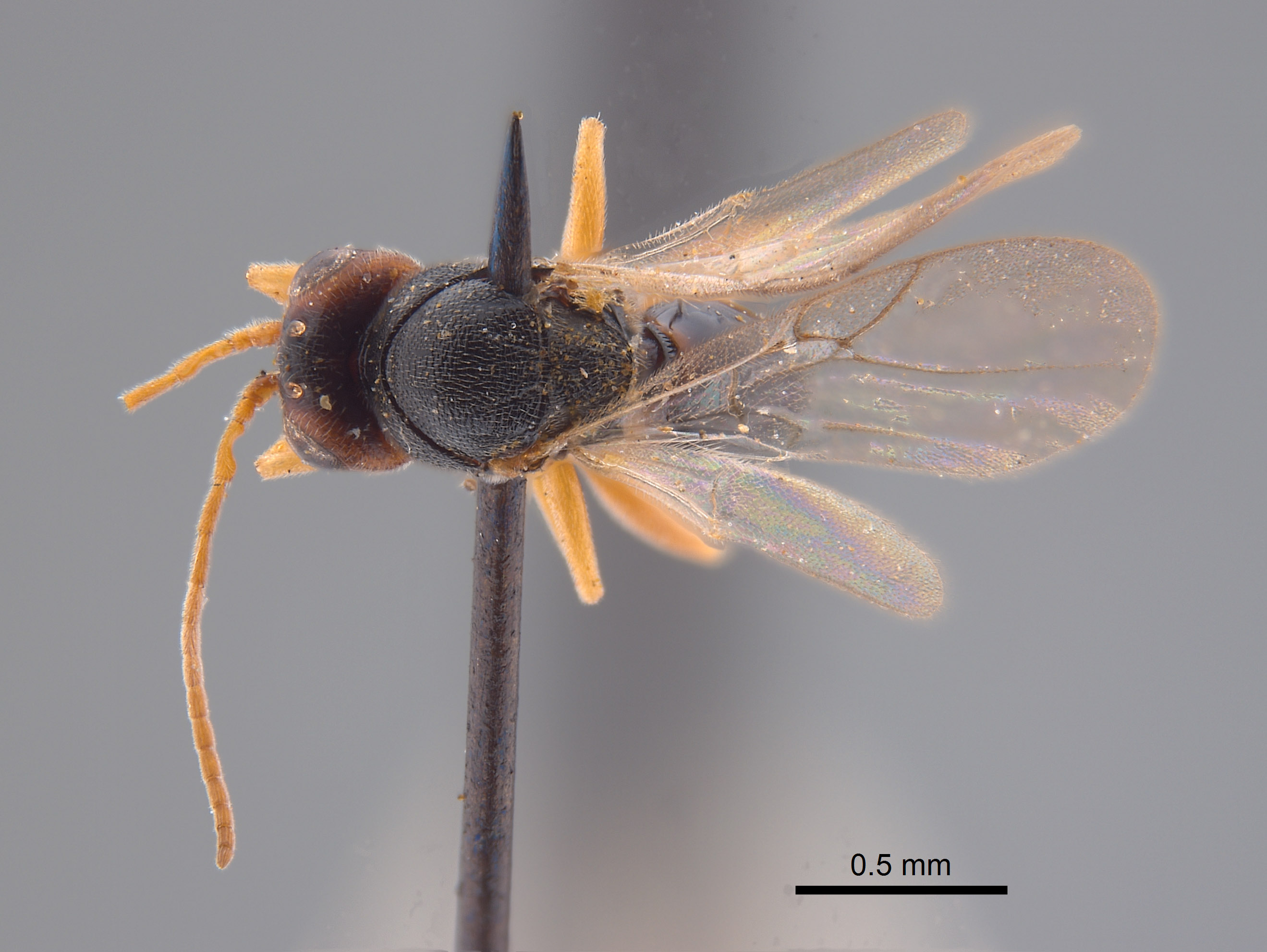 Synergus profusus image