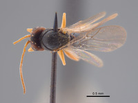 Synergus profusus image