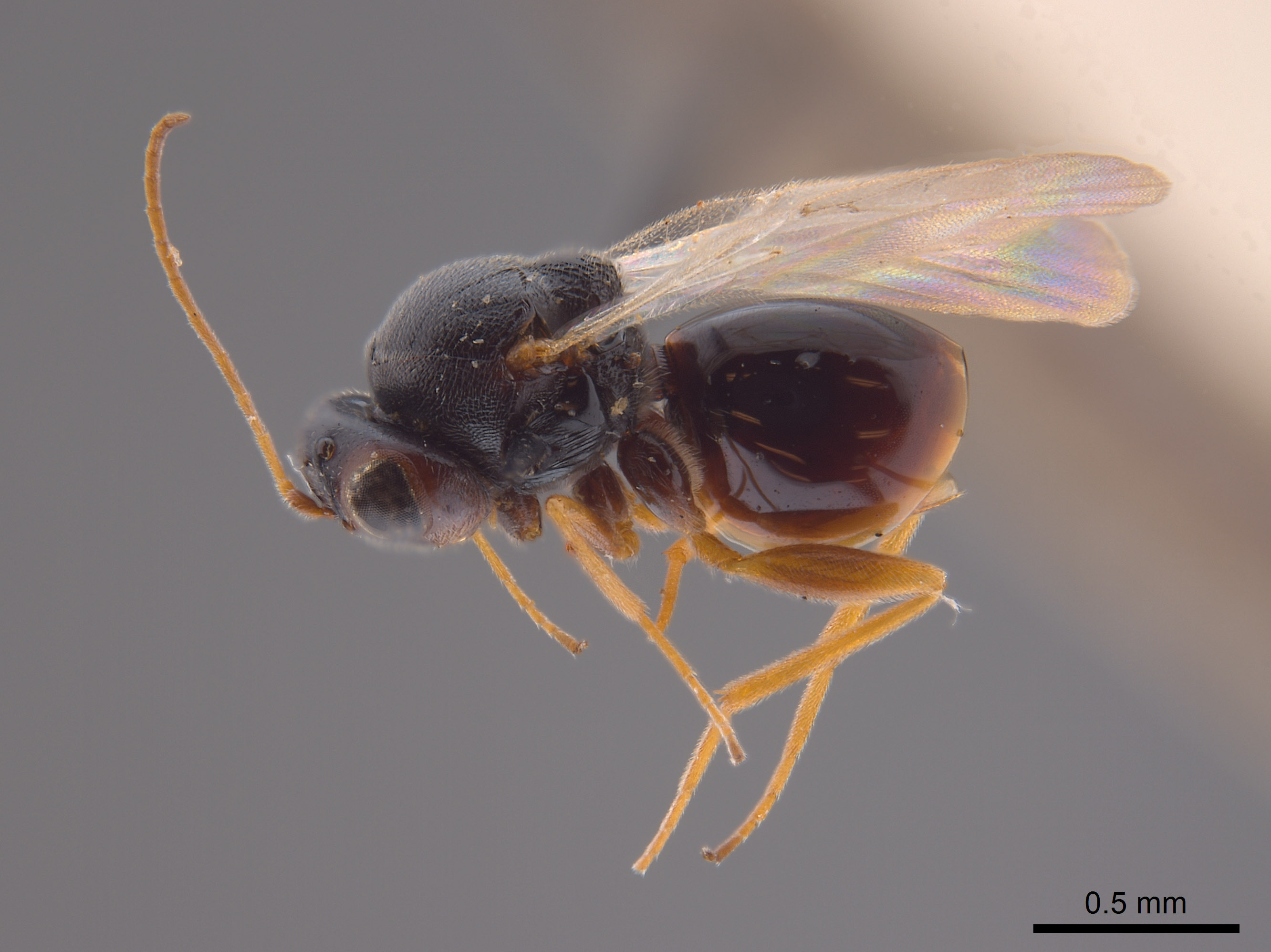 Synergus profusus image