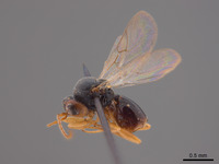 Synergus profusus image