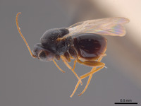 Synergus profusus image