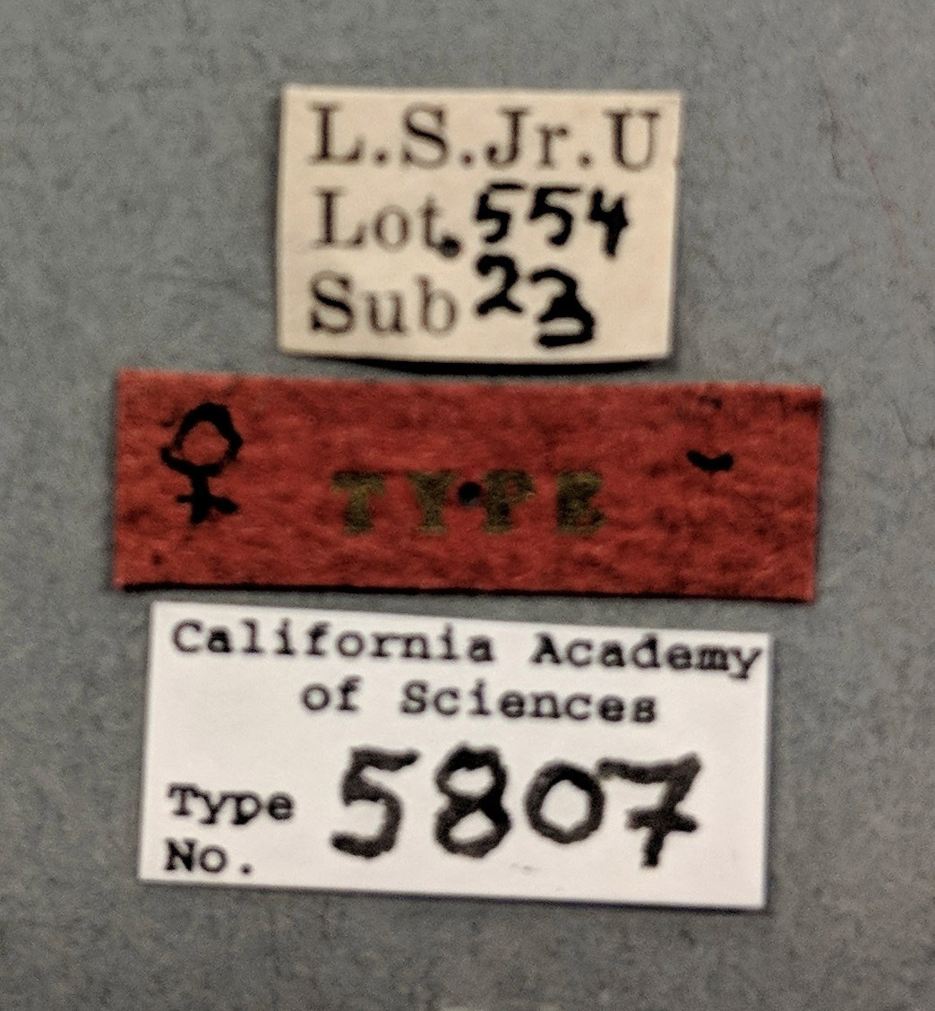 Synergus profusus image