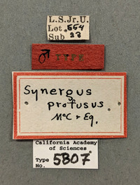 Synergus profusus image