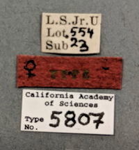 Synergus profusus image