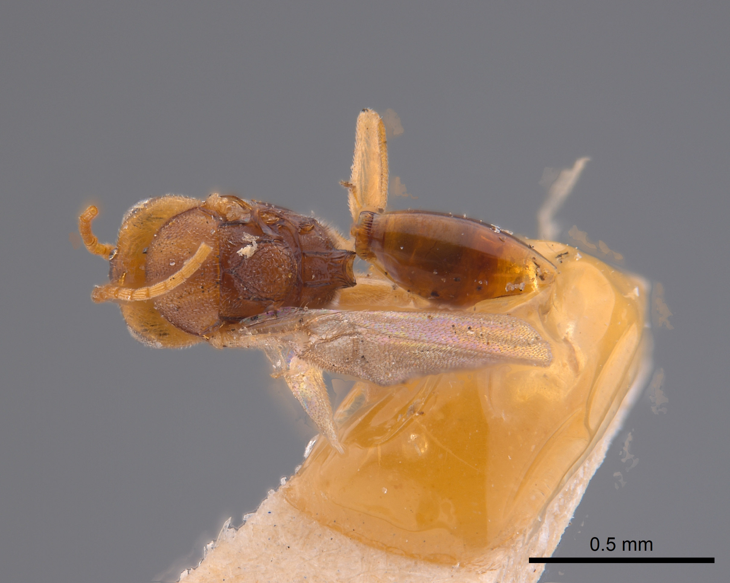 Cynipidae image