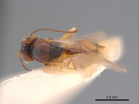 Synergus variegatus image