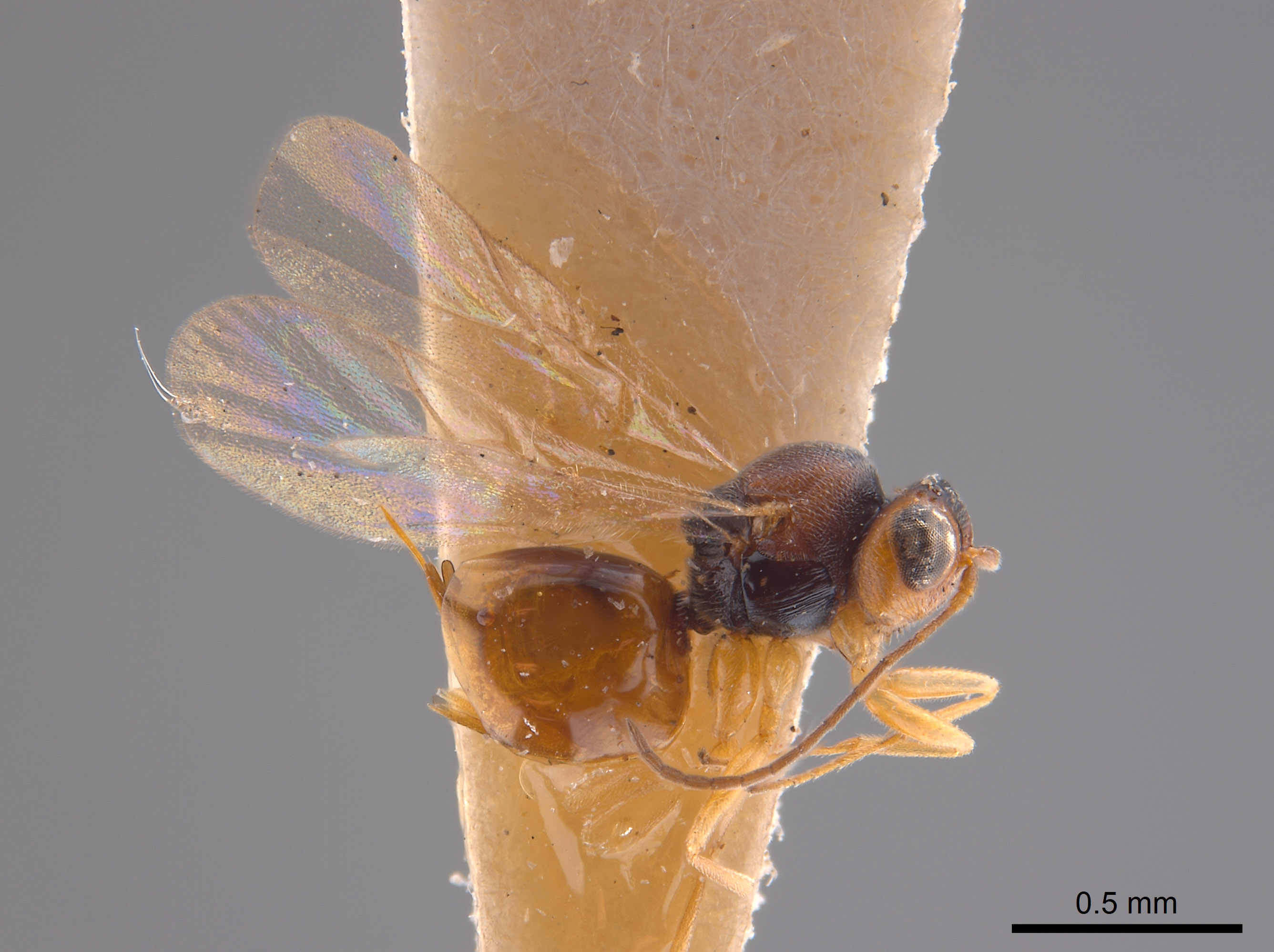 Synergus variegatus image