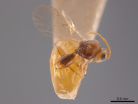 Synergus variegatus image