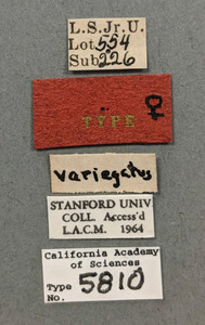 Synergus variegatus image