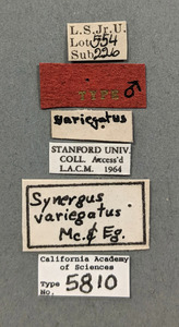 Synergus variegatus image