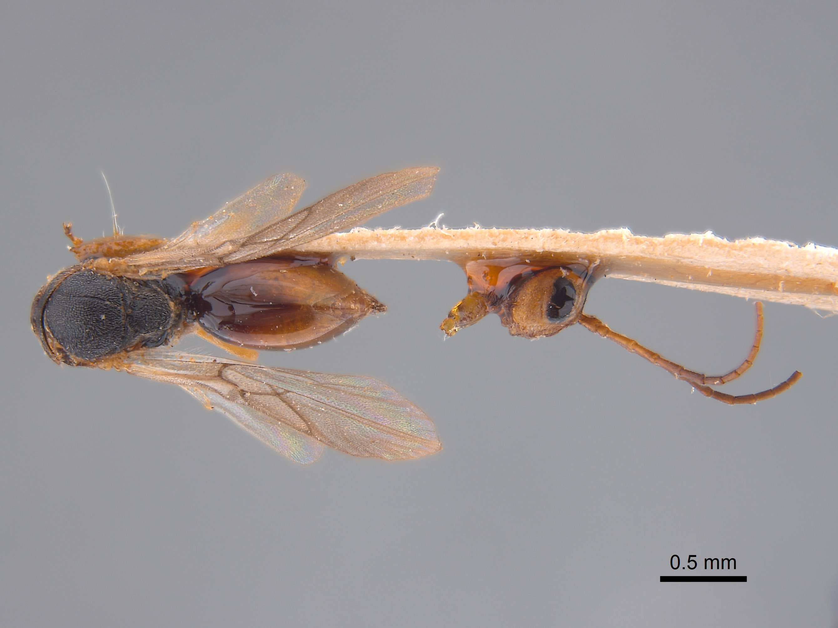 Synergus reniformis image