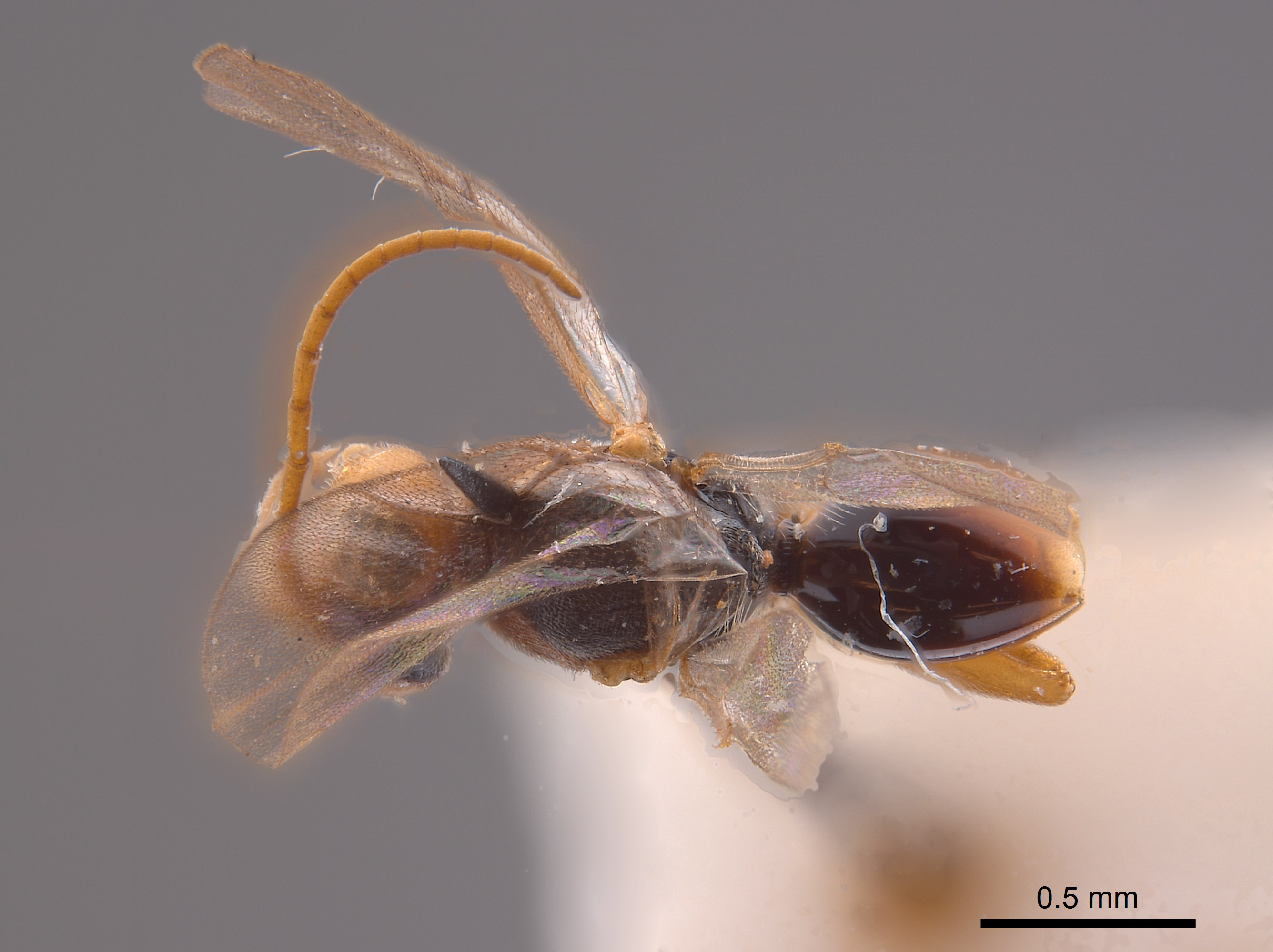 Synergus reniformis image