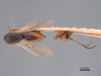 Synergus reniformis image