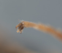 Synergus reniformis image