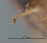 Synergus reniformis image